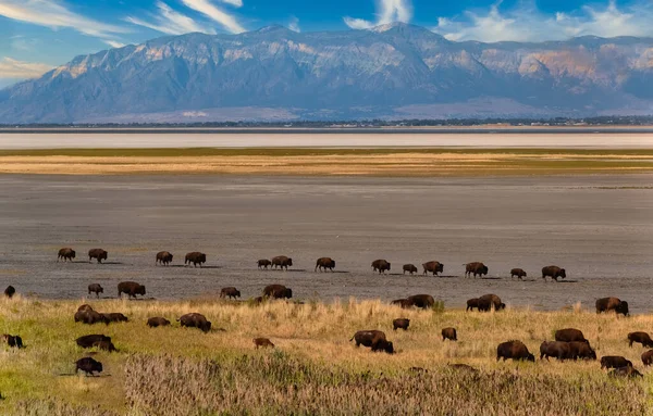 野生のアメリカの水牛 バイソン アンテロープ島 グレート塩湖 ユタ州 米国の草原で群れ — ストック写真