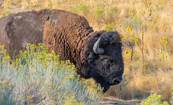 Wild American Buffalo Bison Grasslands Antelope Island Great Salt Lake — Stock Photo, Image