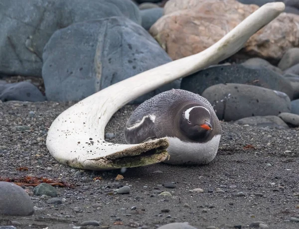 Gentoo Pingüino Tomando Broche Presión Junto Hueso Ballena Una Playa —  Fotos de Stock