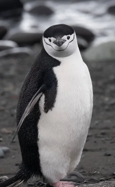 Closeup Pinguim Chinstrap Uma Praia Nas Ilhas Shetland Sul Antártida — Fotografia de Stock