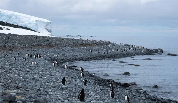 Gentoo Pingvinkoloni Yankee Harbour Greenwich Island Södra Shetlandsöarna Antarktis — Stockfoto