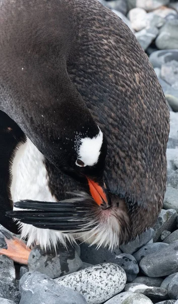 Gentoo Penguin Reaching Its Uropygial Gland Get Oild Preen Waterproof — Stock Photo, Image