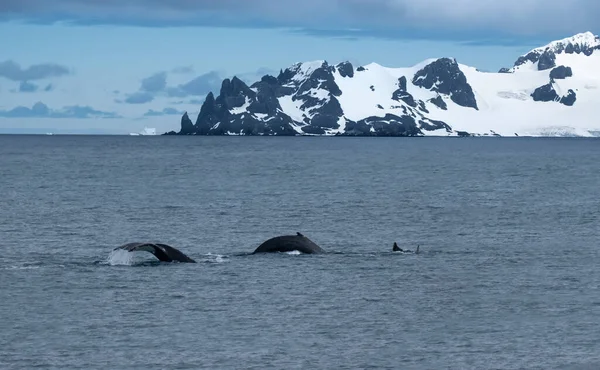 グリニッジ島 南シェトランド諸島 南極の海岸で給餌するザトウクジラの群れ — ストック写真