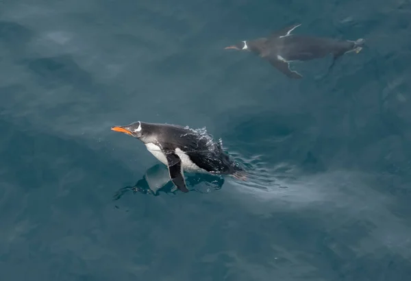 Gentoo Pingviner Glatt Simmar Och Tumlar Medan Äter Södra Oceanen — Stockfoto