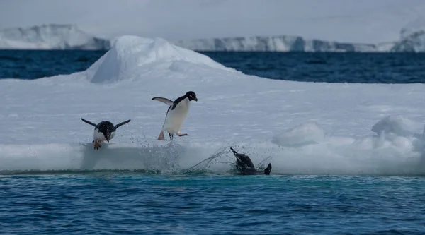Adeliepingviner Isberg Och Isfläckar Längs Antarktis Kust Antarktis — Stockfoto