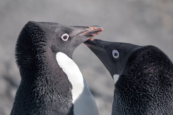 Casal Pinguins Adelie Interage Base Esperanza Península Antártica — Fotografia de Stock