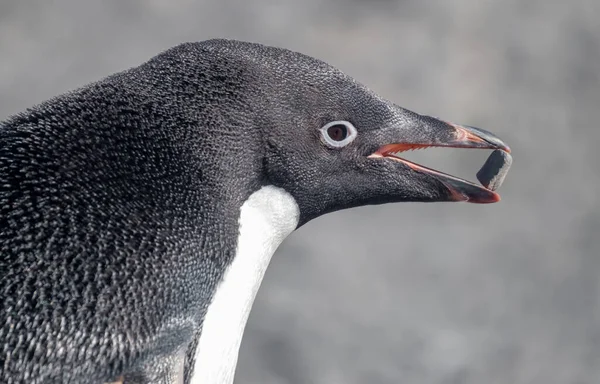 Пара Пингвинов Gentoo Взаимодействует Базе Эсперанса Антарктическом Полуострове — стоковое фото