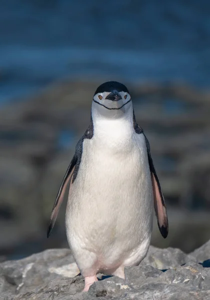 Gros Plan Pingouin Chinstrap Dans Base Esperanza Une Station Recherche — Photo