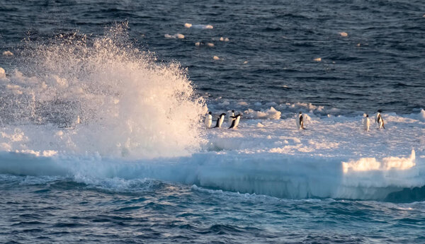 Penguins weathering a rough storm on an ince float along the coast of the Antarctic Peninsula