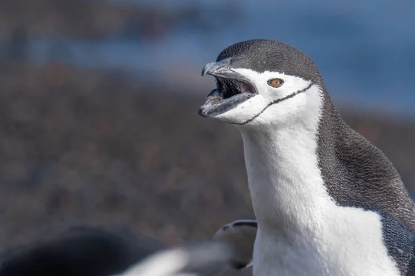 在南极洲南设得兰群岛的一个海滩上 金带企鹅在互动和鸣叫 — 图库照片