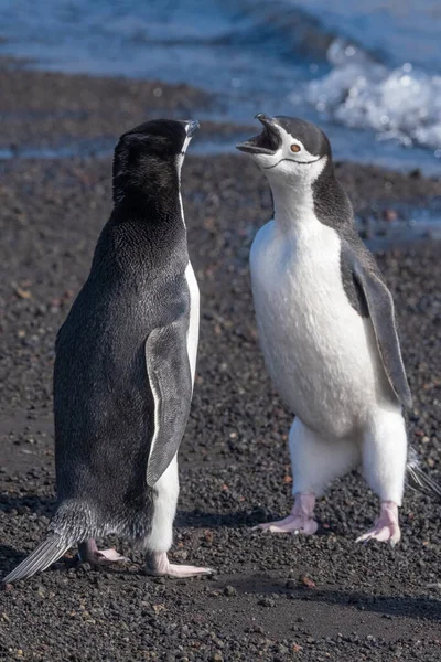 Penguin Chinstrap Berinteraksi Dan Bernyanyi Sebuah Pantai Pulau Deception Kepulauan — Stok Foto