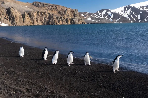 Pinguini Chinstrap Che Interagiscono Vocalizzano Una Spiaggia Nell Isola Deception — Foto Stock