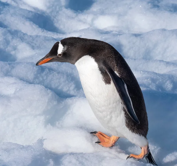 Pinguim Gentoo Escalando Colinas Nevadas Volta Rookery Neko Harbor Uma — Fotografia de Stock