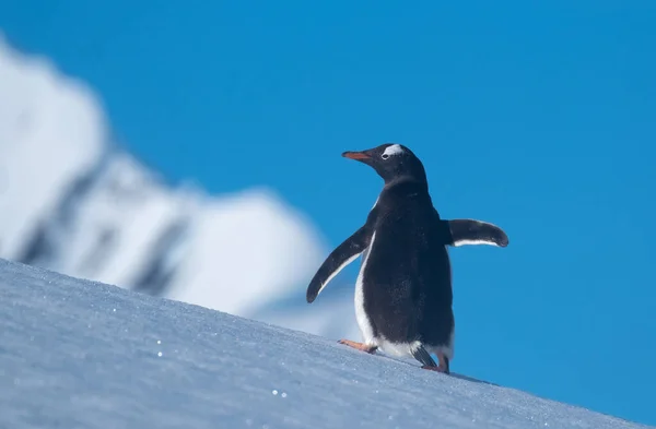 雪に覆われた丘を登る優しいペンギンが 南極半島の壮大な入口である猫港の新人に戻ります — ストック写真