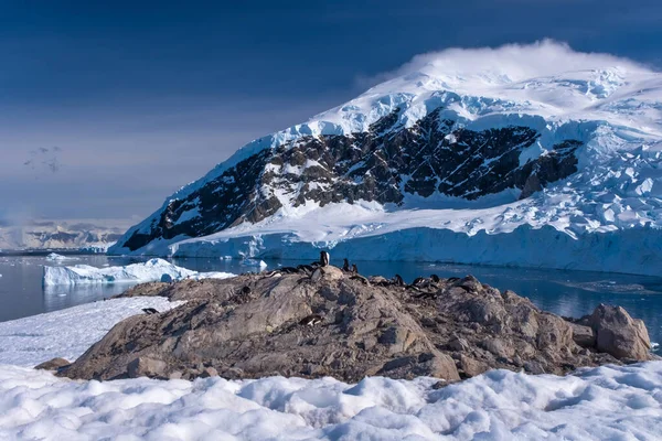 位于美丽的内科港 南极半岛的一个港湾 干燥的岩石地形之上的基诺企鹅窝 — 图库照片