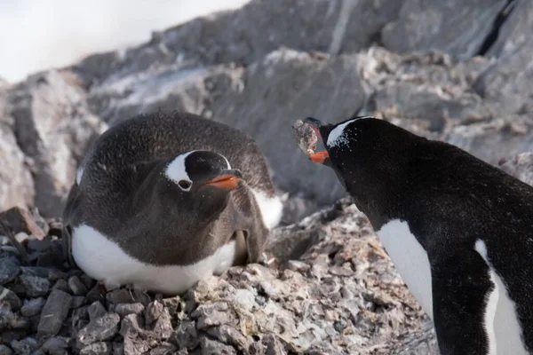 Gentoo Pingvin Avel Par Den Vackra Miljön Neko Harbor Fantastisk — Stockfoto