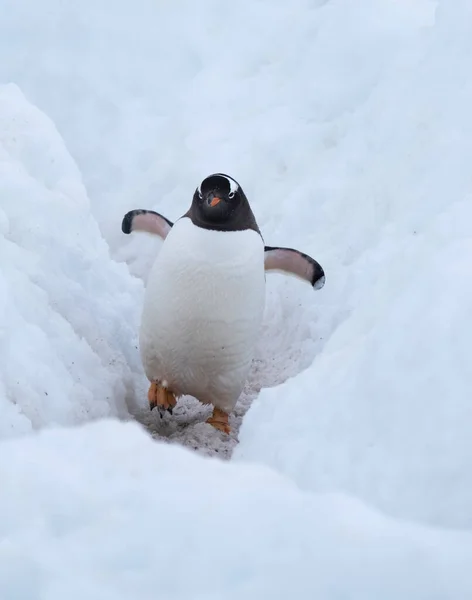 Gentoo Pingouin Profondément Dans Une Autoroute Des Neiges Pingouin Retour — Photo