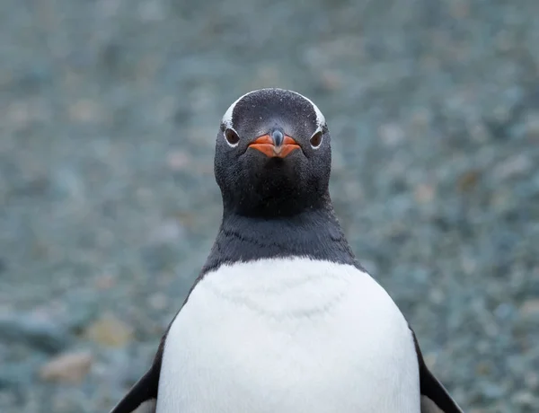 Pendekatan Penguin Gentoo Penasaran Pantai Terpencil Teluk Chiriguano Pulau Danko — Stok Foto