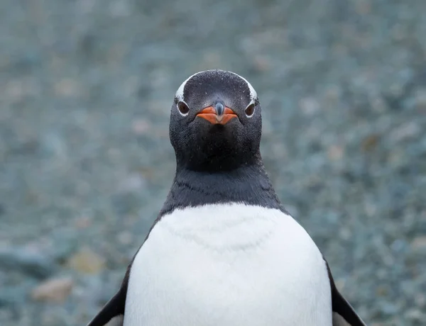 Detailní Záběr Zvědavého Tučňáka Gentoo Vzdálené Pláži Zátoce Chiriguano Ostrově — Stock fotografie