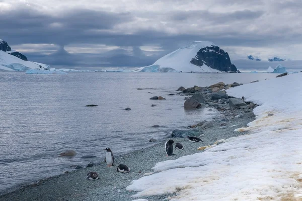 彼らの新人の上り坂から供給するために海に到達するためにペンギンを飼育することによって評価ダンコ島の氷河の小石ビーチ — ストック写真