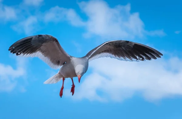 Uma Bela Gaivota Golfinho Leucophaeus Scoresbii Sobre Porto Ushuaia Com — Fotografia de Stock