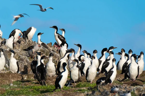 Enormes Colonias Imperiales Sexo Las Sislands Del Canal Beagle Cerca —  Fotos de Stock