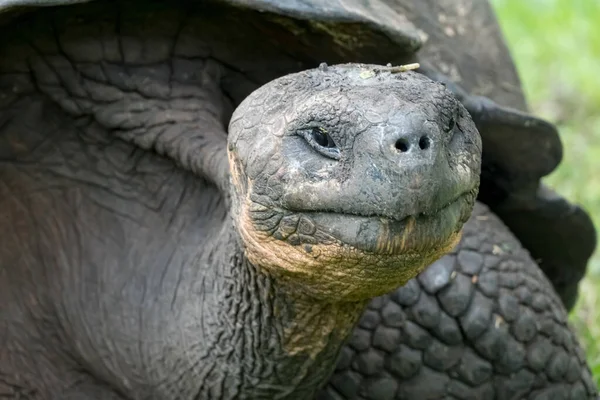 Riesenschildkröten Aus Nächster Nähe Hochland Der Insel Santa Cruz Galapagos — Stockfoto
