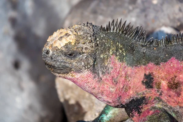 エクアドル ガラパゴス諸島 エスパローラ島のマリンイグアナの閉鎖 — ストック写真