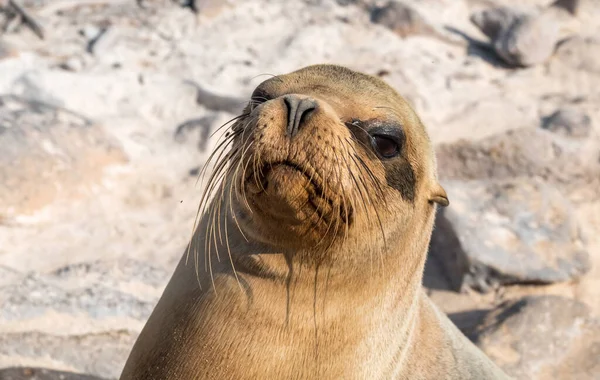 Zbliżenie Lwów Morskich Wyspa Santa Wyspy Galapagos Ekwador — Zdjęcie stockowe