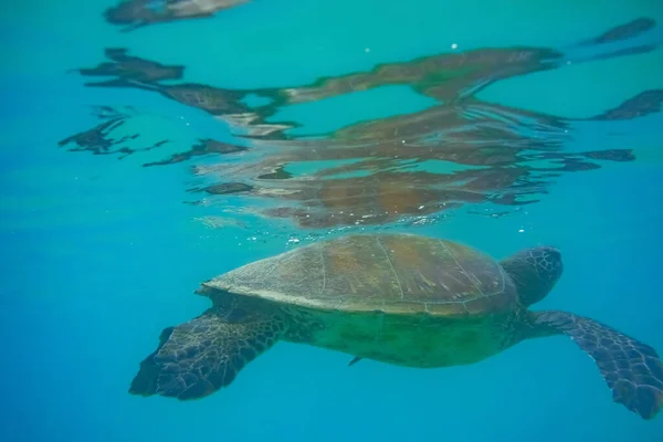 海面に到達するウミガメは サンチャゴ島 ガラパゴス諸島 エクアドルを呼吸する — ストック写真