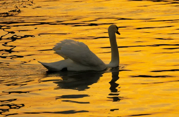 Herrliche Silhouette Eines Schwans Vor Dem Sonnenuntergang Ufer Des Obersees — Stockfoto