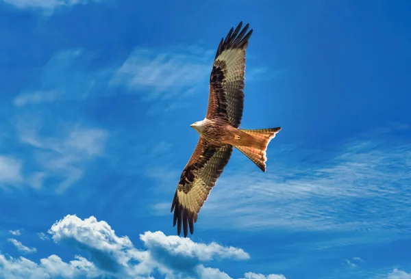 Beleza Majestosa Buzzard Voo Sobre Margens Alto Lago Zurique Suíça — Fotografia de Stock