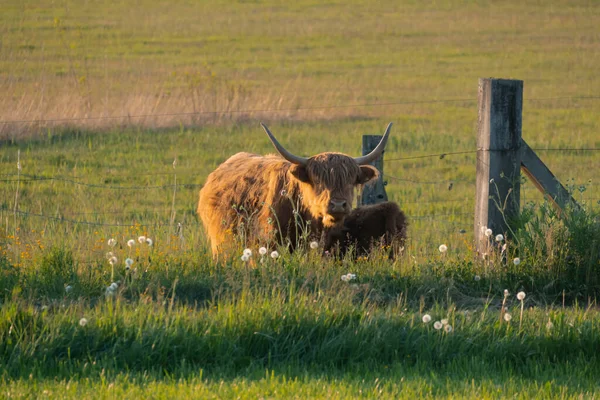Scottish Highland Cattle Successfully Breeding Shores Zurich Lake Pfaffikon Freienbach — Stock Photo, Image