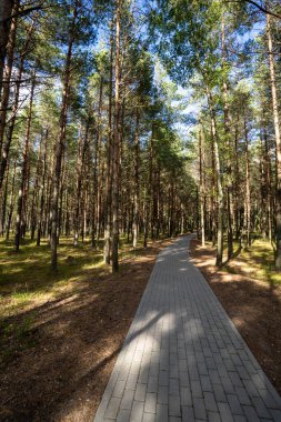 Baltık Ormanı Litvanya 'nın Baltık Denizi kıyısındaki Curonian Spit Milli Parkı' nda yürüyor