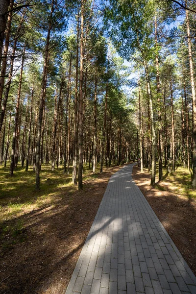 Paseos Por Bosque Báltico Parque Nacional Curonian Spit Costa Del — Foto de Stock