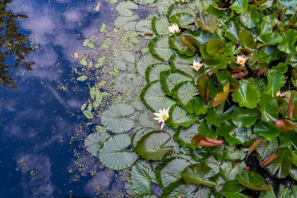 Incredibly Rich Ecosystems Developing Natural Ponds Summer Months Leaves Water — Stock Photo, Image