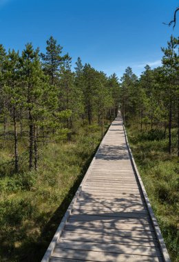 Yükseltilmiş bir bataklığın üzerinde tahta kaldırım, Lahemaa Ulusal Parkı, Estonya. Estonya 'daki en büyük park. Eski Sovyetler Birliği 'nin ilk ulusal parkıydı..