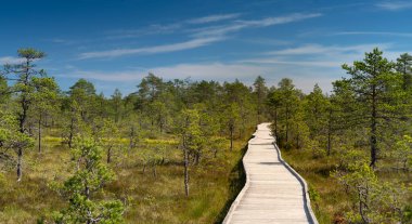 Yükseltilmiş bir bataklığın üzerinde tahta kaldırım, Lahemaa Ulusal Parkı, Estonya. Estonya 'daki en büyük park. Eski Sovyetler Birliği 'nin ilk ulusal parkıydı..