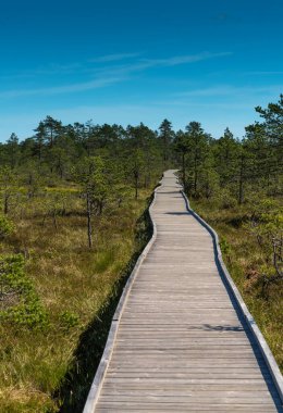 Yükseltilmiş bir bataklığın üzerinde tahta kaldırım, Lahemaa Ulusal Parkı, Estonya. Estonya 'daki en büyük park. Eski Sovyetler Birliği 'nin ilk ulusal parkıydı..
