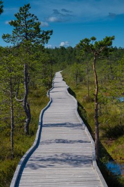 Yükseltilmiş bir bataklığın üzerinde tahta kaldırım, Lahemaa Ulusal Parkı, Estonya. Estonya 'daki en büyük park. Eski Sovyetler Birliği 'nin ilk ulusal parkıydı..