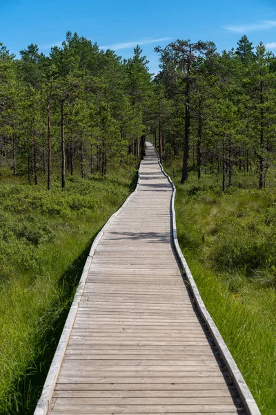 Paseo Marítimo Sobre Pantano Elevado Parque Nacional Lahemaa Estonia Parque — Foto de Stock