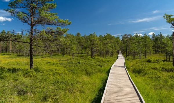 Paseo Marítimo Sobre Pantano Elevado Parque Nacional Lahemaa Estonia Parque — Foto de Stock