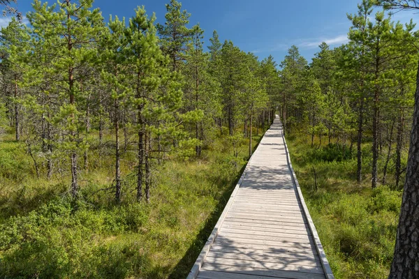 Paseo Marítimo Sobre Pantano Elevado Parque Nacional Lahemaa Estonia Parque — Foto de Stock