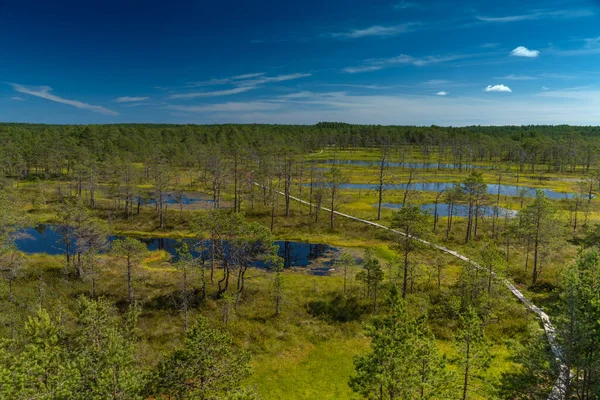 Boardwalk Raised Bog Lahemaa National Park Estonia Largest Park Estonia — Stock Photo, Image