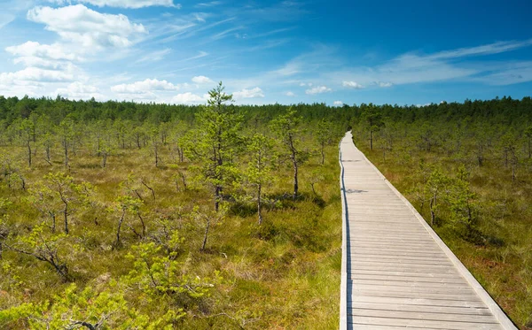 Boardwalk Atas Rawa Besar Lahemaa National Park Estonia Taman Terbesar — Stok Foto