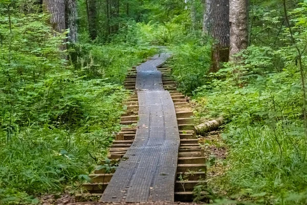 Beaver Trail Soomaa Terre Tourbières Parc National Dans Une Zone — Photo