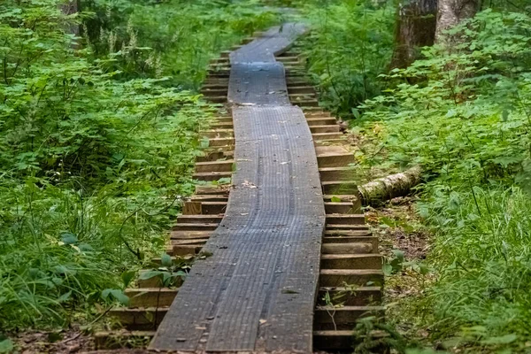 Beaver Trail Soomaa Tanah Rawa Taman Nasional Daerah Lahan Basah — Stok Foto