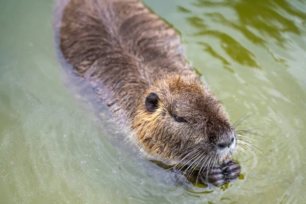 栄養剤としても知られるコピュー Myocastor Coypus Bois Boulogne フランス 大規模で草食性の半水棲のげっ歯類の池にあります もともと亜熱帯 温帯南アメリカ原産の外来種 — ストック写真