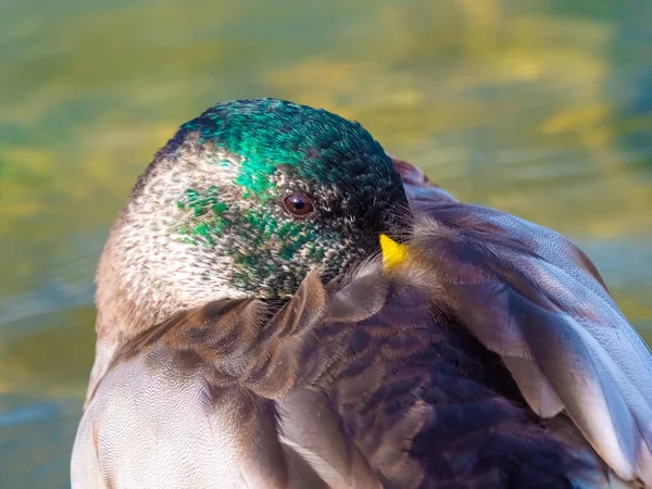 Nahaufnahme Einer Ruhenden Stockente Inmitten Der Reichen Wasservögel Tierwelt Ufer — Stockfoto