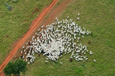 Corumb, 7 Ağustos 2006Brezilya 'nın Mato Grosso do Sul eyaletindeki Pantanal bölgesinde sığır güden kovboyların resmi.